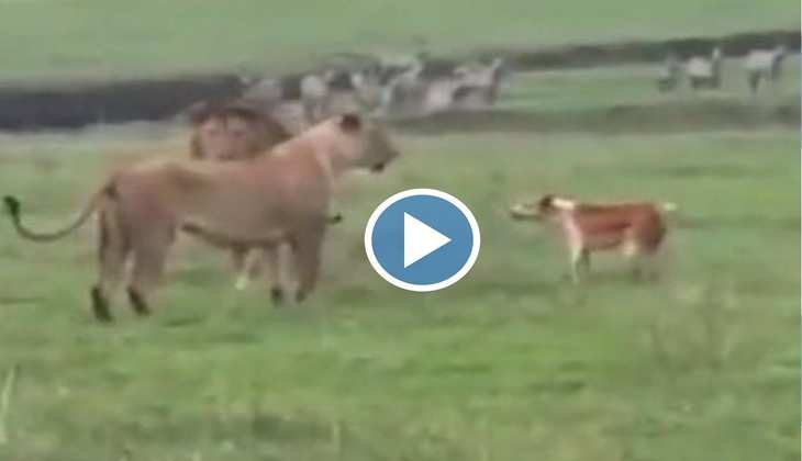 Dog Video: घायल कुत्ते ने शेर और शेरनी की अकल लगा दी ठिकाने, वीडियो देख लोग बोले-'Confidence हो तो ऐसा'