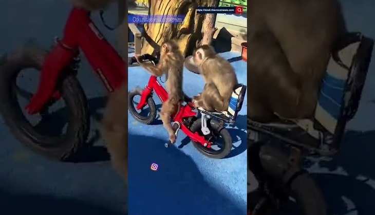 Monkey Viral Video: साइकिल पर देखिए बंदर का जबरदस्त करतब