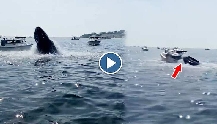 Viral Video: OMG! नाव के ऊपर कूद पड़ी समुद्र से निकली व्हेल, वीडियो में कैद हुआ ये खौफनाक पल