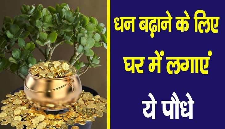 Vastu plants: धन से भर जाएगी आपकी भी तिजोरी, घर के आंगन में आज ही लगाएं ये खास पौधे