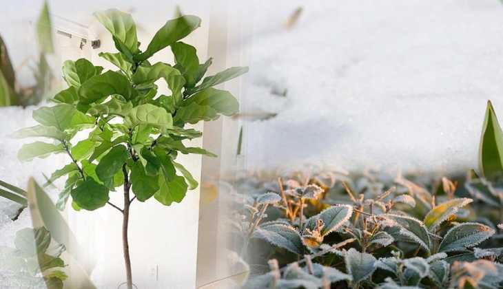Winter Plants: सर्दियों के महीने में जरूर लगाएं ये 5 पौधे, धन की बरकत के साथ दौड़ी चली आएंगी खुशियां