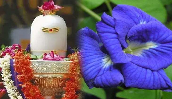 Somvar Ke Upay: कर्ज के बोझ से हमेशा के लिए मिल जाएगा छुटकारा, केवल शिव जी को चढ़ाए ये फूल