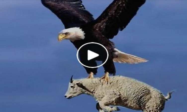 Viral Video: गजब! ईगल ने हवा में उड़ते हुए ऐसे कर लिया बकरी का शिकार, वीडियो देख रह जाएंगे हक्का-बक्का