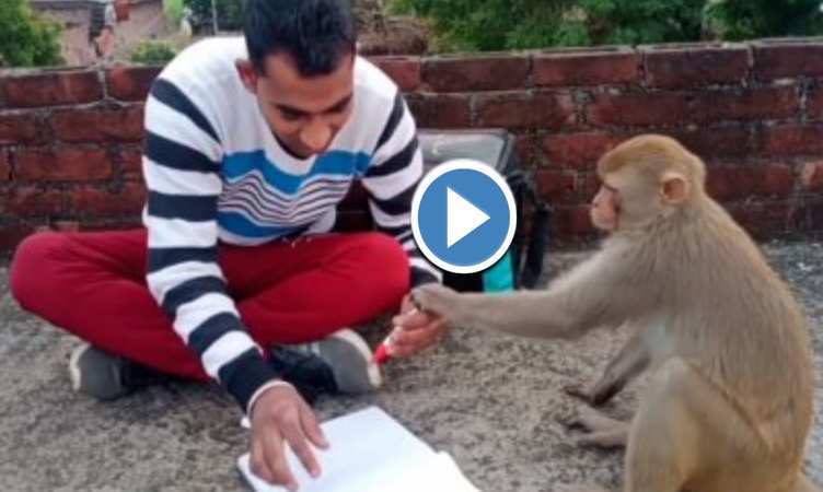 Monkey Viral Video: ये बन्दर है इंसानों से भी ज़्यादा होशियार, देखें कैसे पढ़ रहा छोटा 'अ' बड़ा 'आ'