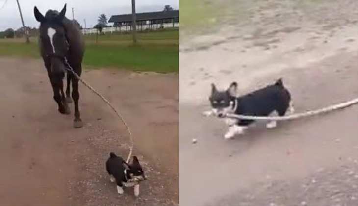 Viral Video: छोटे से डॉगी ने अपने हाथ में ली घोड़े की लगाम, वीडियो देखकर पिघल जाएगा दिल