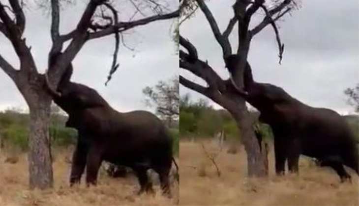 Viral Video: गुस्साए हाथी ने मिनटों में उखाड़ दिया पेड़, वीडियो देख चौंक जाएंगे आप