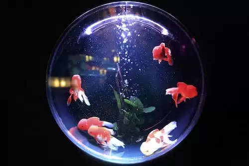 Aquarium vastu tips: अगर आपको भी है मछलियां पालने का शौक, तो पहले जान लें इससे जुड़े नियम