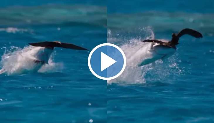 Viral Video: OMG! मछली में हवा में उछाल कर उड़ती हुई चिड़िया को मुंह में दबोचा, वीडियो देख दंग रह जाएंगे आप