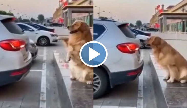 Viral Video: डॉगी ने इस अनोखे अंदाज में पार्क कराई कार, जनता का दिल जीत रहा ये वीडियो