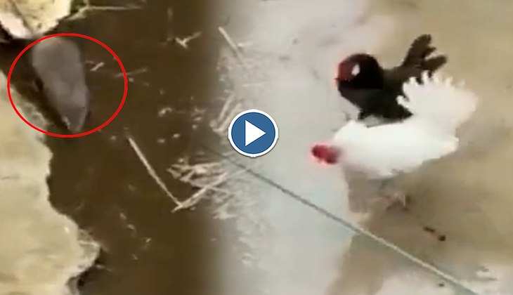 Viral Video: चूहे ने मुर्गी को दिखाई दादागिरी, तभी अचानक टपक पड़ा मुर्गा! देखिए फिर क्या हुआ