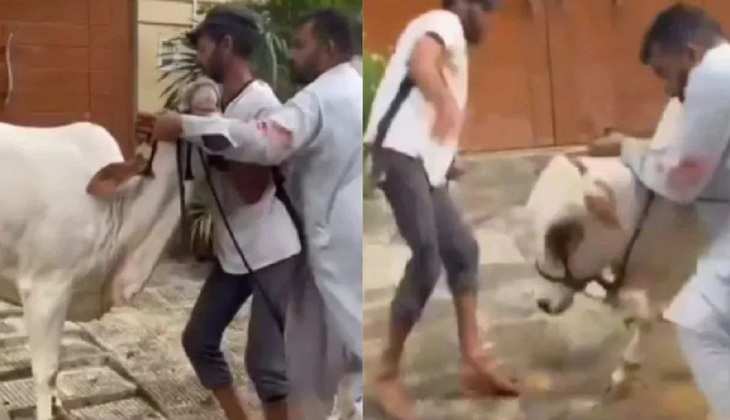 Pakistan Viral Video: OMG! गाय ने कसाई के साथ ये क्या कर दिया?तुरंत देखें ये वीडियो