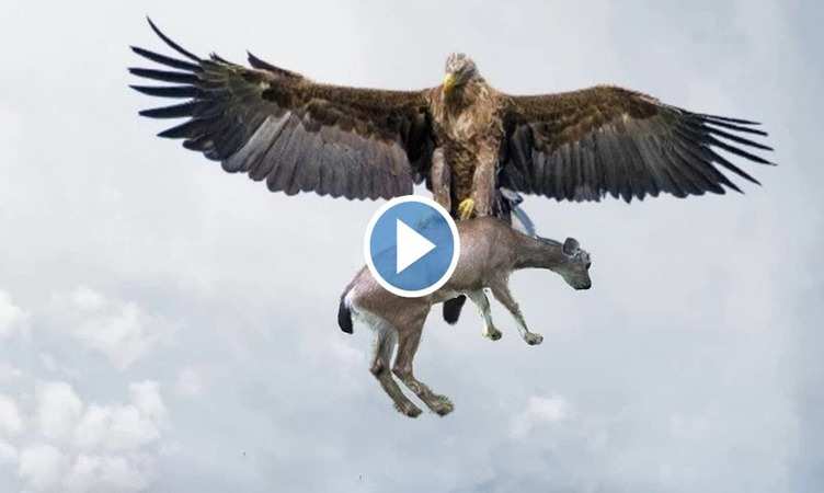 Eagle Viral Video: अपने खतरनाक पंजों में लोमड़ी को दबाकर मिनटों में उड़ गई चील, वीडियो देख आंखें रह जाएंगी फटी