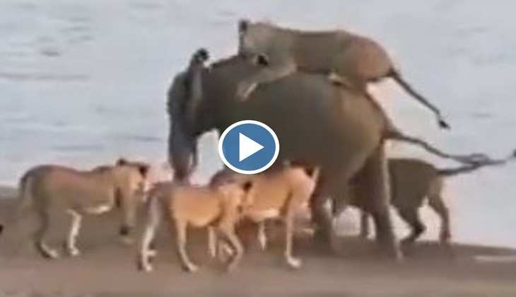 Viral Video: 14 शेरनियों के बीच घिर गए बेचारे गजराज, देखिए फिर कैसे एक-एक की अकल लगाई ठिकाने