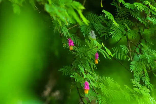 Tulsi or devi laxmi: तुलसी के पौधे के साथ जरूर लगाएं ये पौधा, हर काम में मिलेगी सफलता…