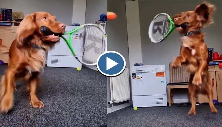 Dog Video: जबरदस्त बैडमिंटन खेलता है ये डॉगी, इंसानों को भी कर दिया पीछे! देखिए वीडियो
