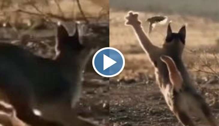 Dog Video: कुत्ते ने चिड़िया का शिकार करने के लिए झोंक दी पूरी ताकत, देखिए वीडियो