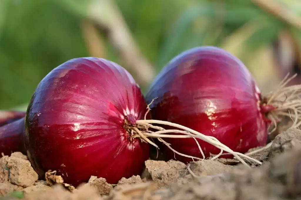 Onion Benfits: गर्मियों में कमाल के फायदे देता है प्याज, बीमारी से दूर रहना है तो खाने की प्लेट में जरूर ही करें शामिल