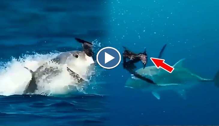 Viral Video: बाप रे बाप! व्हेल मछली ने इतनी लंबी छलांग मारकर चील का किया शिकार, वीडियो देख डरा जाएंगे आप!