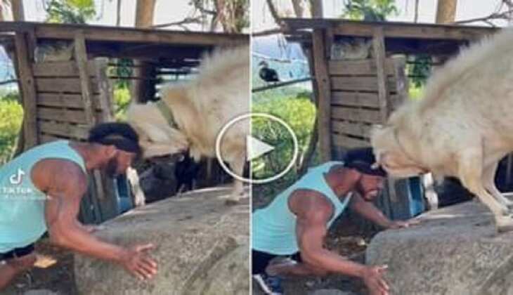 Viral Video: बकरे से बोला शख्स तुझसे ज्यादा ताकतवर है मेरा सिर,वीडियो हुआ वायरल