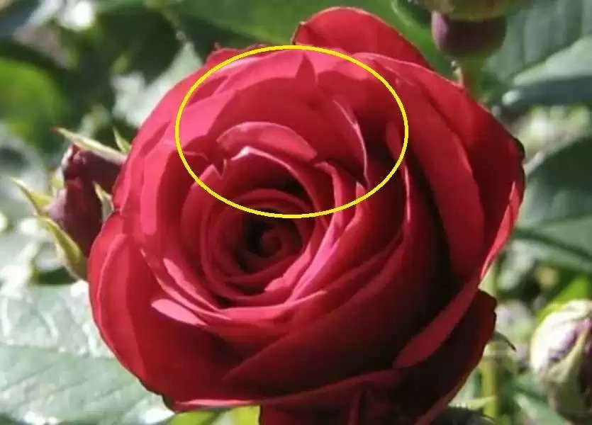 Optical Illusion: दुनिया में केवल 1 प्रतिशत लोग ही देख पाएंगे गुलाब में छुपी हुई डॉल्फिन,आपको दिखी क्या?