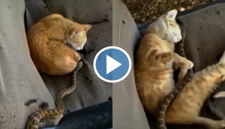 Cat Viral Video: चैन की नींद सो रही थी बिल्ली, चुपचाप आया सांप और उड़ा दिए बिल्ली मौसी के होश
