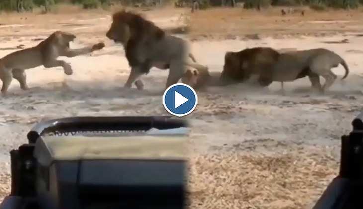 Viral Video: दईया रे! बब्बर शेर ने शेरनी को बुरी तरह से खदेड़ डाला, वीडियो देख लोग बोले-'यही है असली बॉस'
