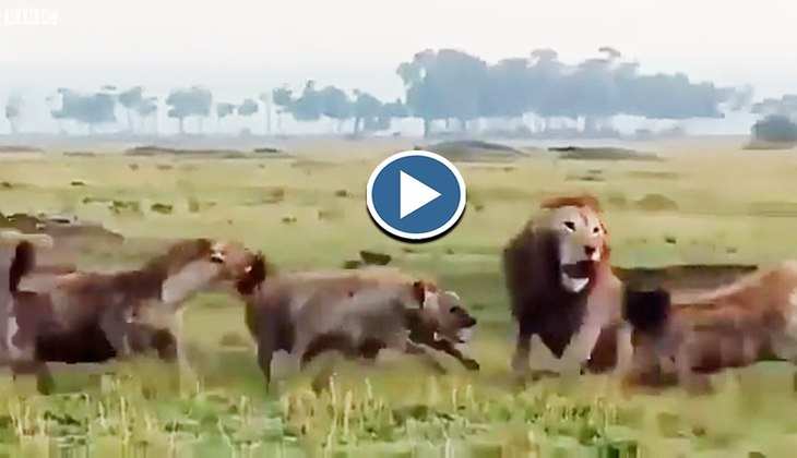 Viral Video: उल्टी पड़ गई बब्बर शेर की चाल! जंगली कुत्तों ने अकेला देख लिया घेर, देखिए फिर कौन आया बचाने