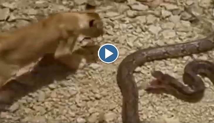 Snake Video: अजगर के आगे धरी रह गई शेर की अकड़, देखिए कैसे 'जंगल के राजा' को पूंछ में लिया लपेट
