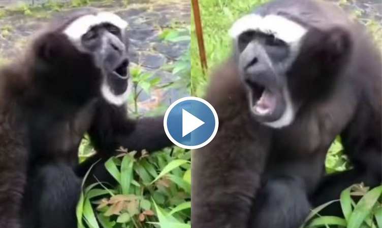 Viral Video: अजीबो-गरीब आवाजें निकालता है ये बंदर, वीडियो देखकर बच्चे और जवान दोनों रह जाएंगे भौचक्के