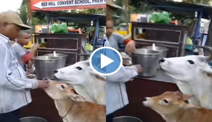 Viral Video: क्या आपने देखी है पानी पुरी की शौकीन गाय? अगर नहीं तो इस वीडियो को ज़रा ध्यान से देखें