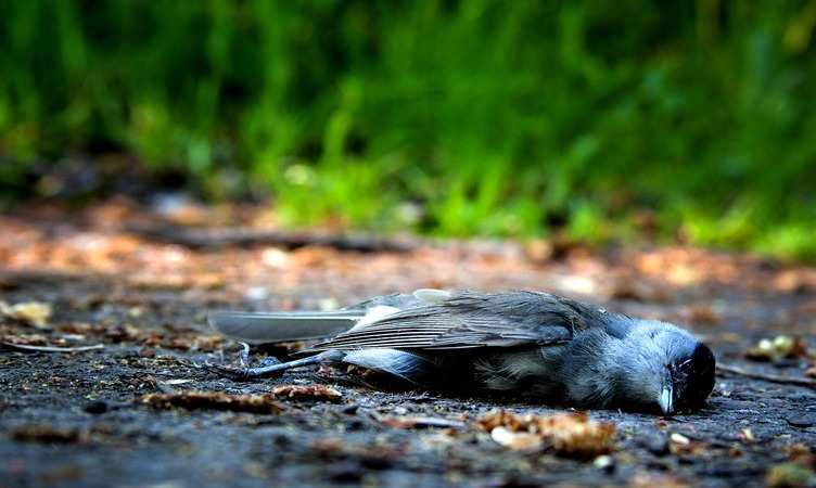 रूस में वायरस से हजारों पक्षियों की हुई मौत? समुद्र के किनारे मिल रहे शव, जानें क्या है पूरा मामला