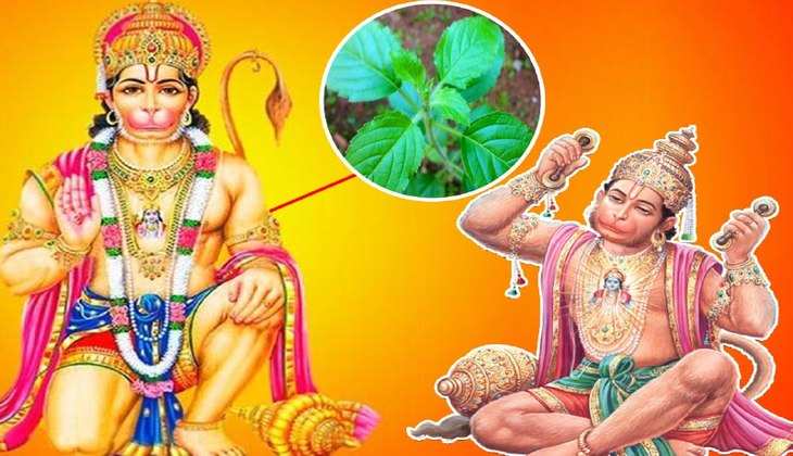 Why tulsi offered to Hanuman ji: तो इसलिए चढ़ाया जाता है हनुमान जी को तुलसी का पत्ता, मिलता है पुण्य के बराबर लाभ…