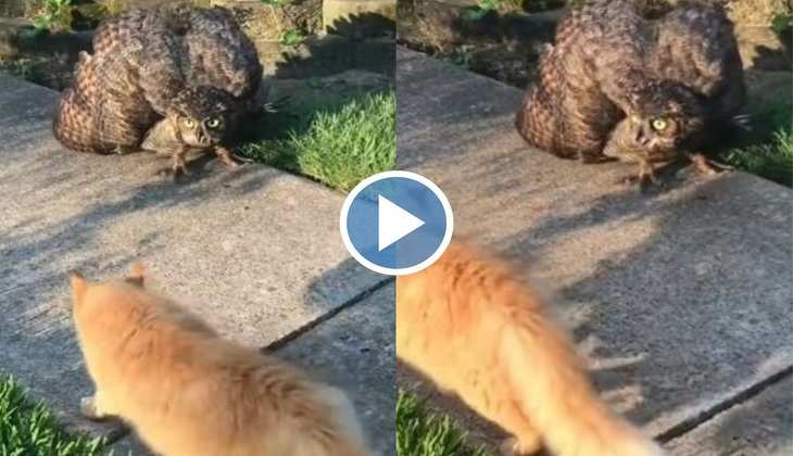Cat Video: उल्लू ने बिक्राल रूप धारण कर  बिल्ली के साथ की जमकर लड़ाई, देखिए जोरदार वीडियो