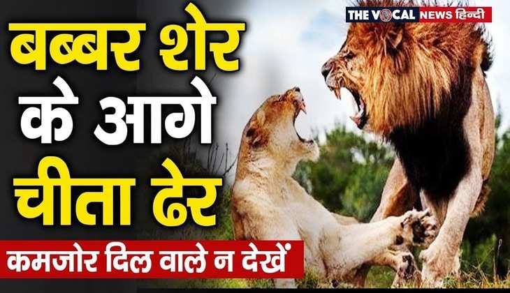 Lion Attack Viral Video: बब्बर शेर ने मिनटों में किया चीते का शिकार, कमजोर दिल वाले न देखें वीडियो