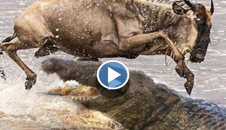 Viral Video: नदी पार कर रहे थे जंगली जानवर तभी मगरमच्छों ने ऐसे किया अटैक, दिल थाम के देखें वीडियो