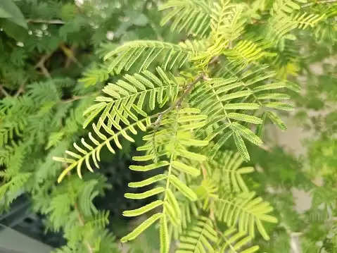 Vastu tips for plant: इन पांच पौधों को लगाने से घर में होगा लक्ष्मी का वास, दूर होगी आर्थिक परेशानियां...