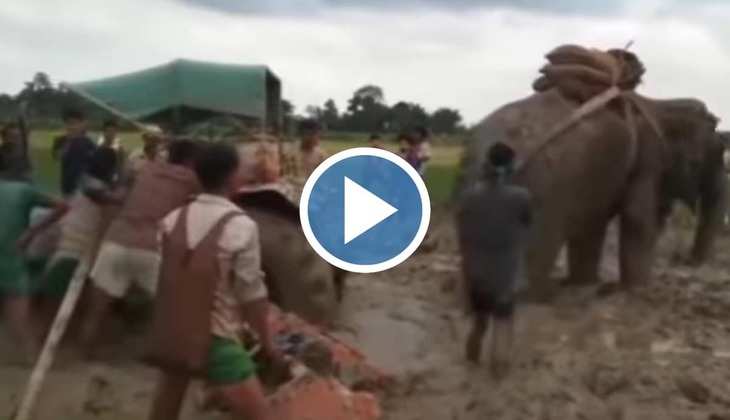 Elephant Viral Video: अरे बाप रे! हाथी ने कीचड़ में फंसे ट्रैक्टर को रस्सी से निकाला बाहर, वीडियो देख लोग बोले 'गजानंद की जय हो'