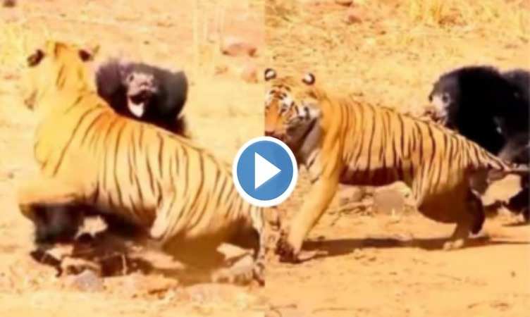 Tiger Vs Bear Fight: भालू को कमजोर समझने की गलती कर बैठा चीता, चखाया ऐसा मजा कि चारों खाने हो गया चित