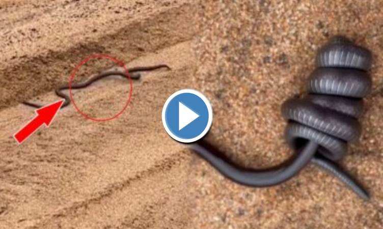 Snake Viral Video: दो काले सांपों के बीच छिड़ गई लड़ाई, हुई जबरदस्त उठापटक, देखें हैरतअंगेज वीडियो