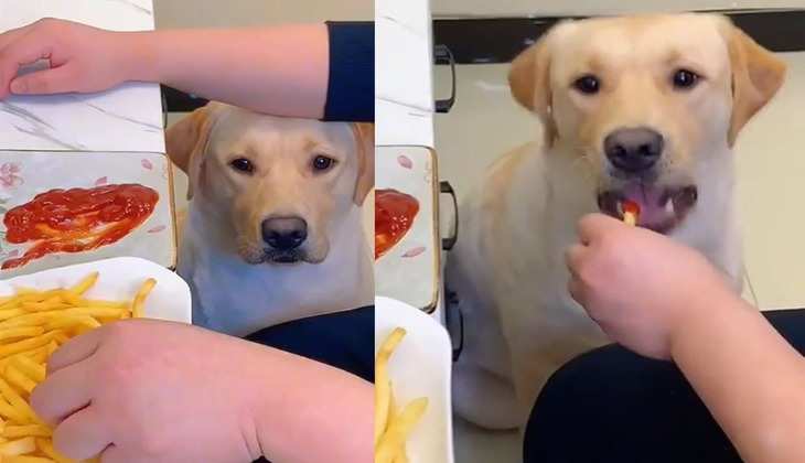 Dog Video: शख्स अकेले खा रहा था french fries तभी डॉगी ने किया इशारा, बोला-'मुझे भी खिलाओ'