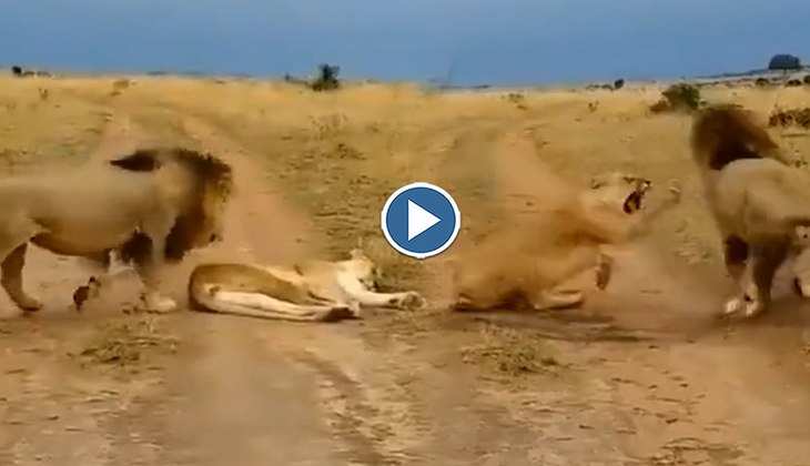 Viral Video: सो रही शेरनी पर दबे पांव शेर ने कर दिया जोरदार अटैक, देखिए दोनों की गरमा-गरमी