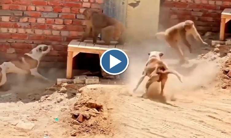 Dog Video: बंदर ने कुत्ते के आगे खूब दिखाई रंगबाजी, बजा दिए कान के नीचे रहपट, देखिए वीडियो