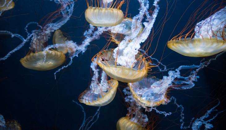 Turritopsis Dohrnii, Immortal Jellyfish- कभी मरता नहीं है ये जीव, जवान होकर फिर बच्चा बन जाता है, जानें यहां...