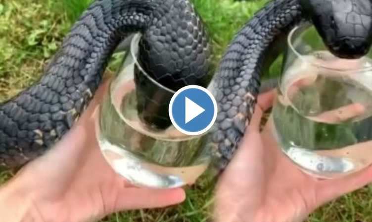 Snake Viral Video: खतरनाक काले सांप को शख्स ने बच्चे की तरह गिलास से पिलाया पानी, वीडियो देख हैरत में पड़ जाएंगे आप