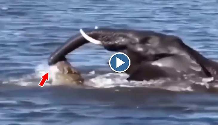 Viral Video: OMG! नदी किनारे पानी पी रहे हाथी की मगरमच्छ ने पकड़ ली सूंड, देखिए फिर कैसे चीखते-चिल्लाते रहे गजराज
