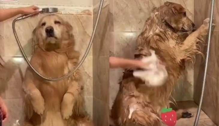 Dog Video: बाथरूम में मजे से Shower लेता दिखा डॉगी, वीडियो देख लोग बोले-'सो क्यूट'