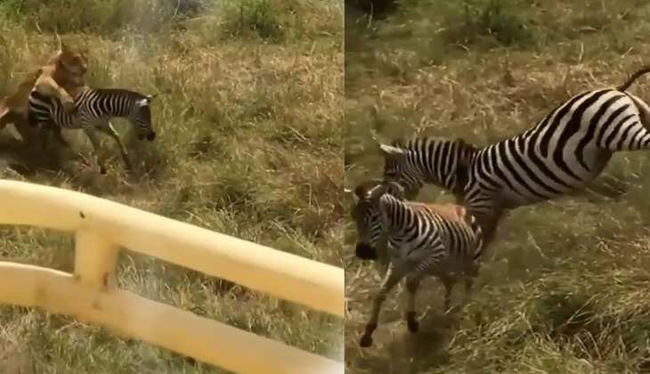 Viral Video: Zebra के बच्चे को बचाने के लिए शेरनी से भिड़ गई मां, देखिए कैसे बचे प्राण