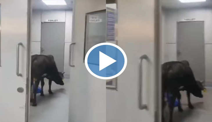 Viral Video: हॉस्पिटल के ICU में अपना इलाज करवाने पहुंची गाय, आप भी देखें ये हैरान कर देने वाला वीडियो