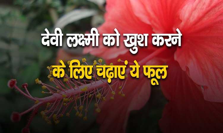 Devi laxmi: इस फूल को चढ़ाने पर खुश होती है देवी लक्ष्मी, करती हैं बेड़ा पार