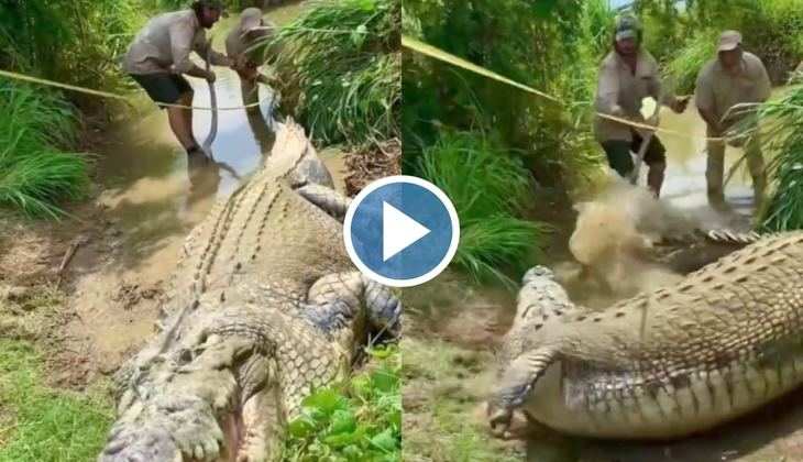 Crocodile Attack Man: ओ तेरी! दो शख्स नाप रहे थे मगरमच्छ की लंबाई, अचानक पलटकर कर दिया हमला